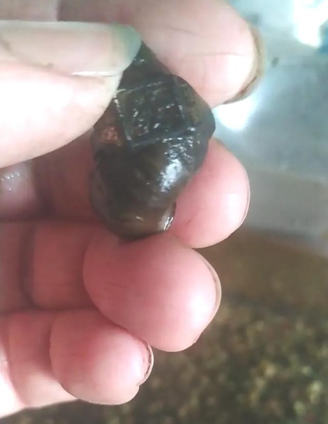 四川男子清洗田螺时，意外发现田螺身上套着金戒指，价值或超万元