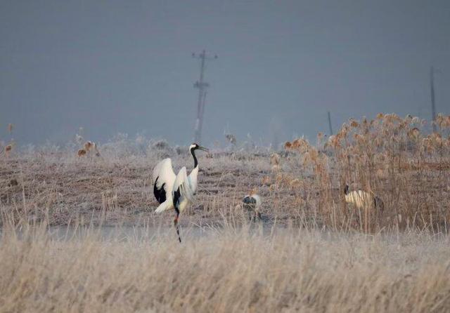 大雪时节台安雾凇绽放 绝美风光引客打卡