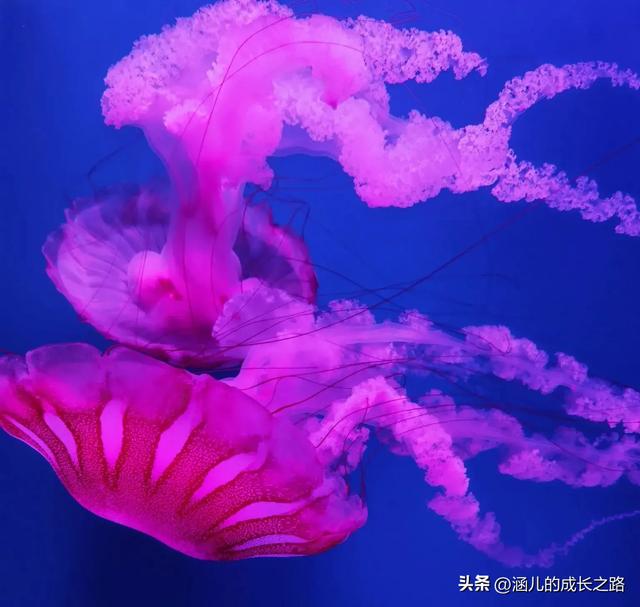 最新天津极地海洋馆一日游攻略——亲测实用!所有演出都可看完!