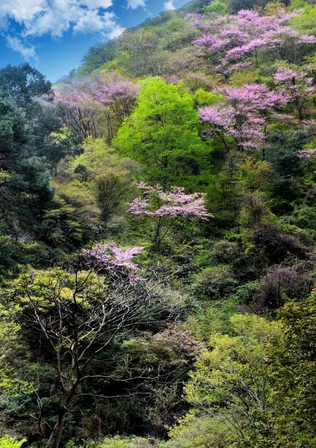肖娴：马蹄和茶记住的古道