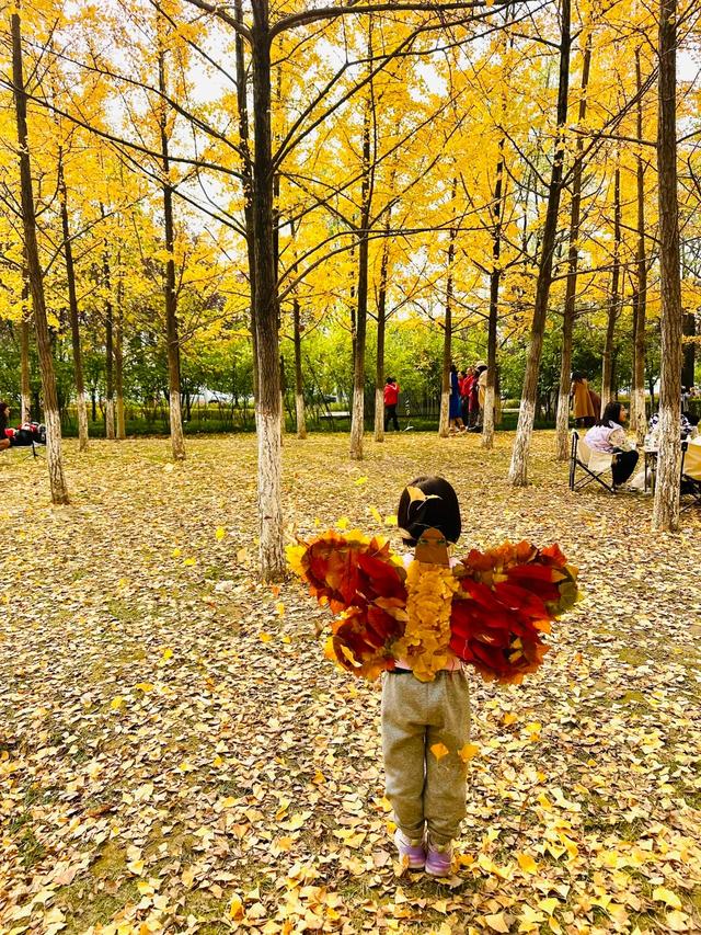 西安周末游丨这8个免费赏银杏叶好去处