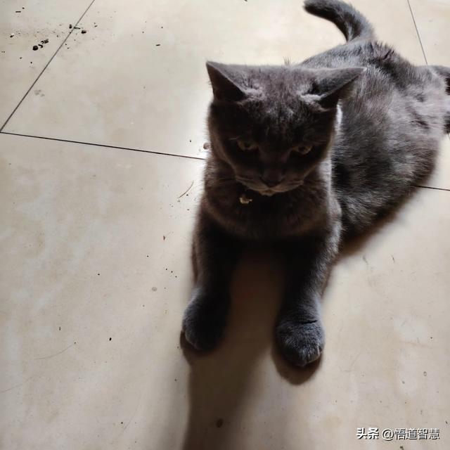 什么是真善美