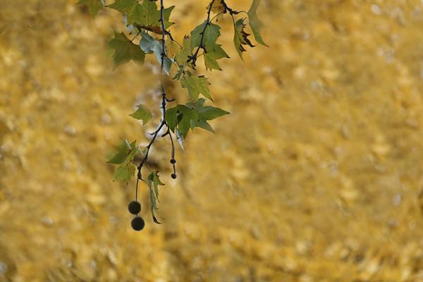 扬州冬韵 银杏鎏金