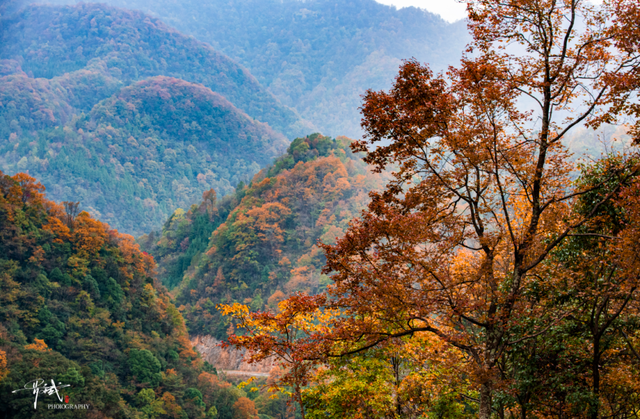 利州＝梦幻秋色打卡地