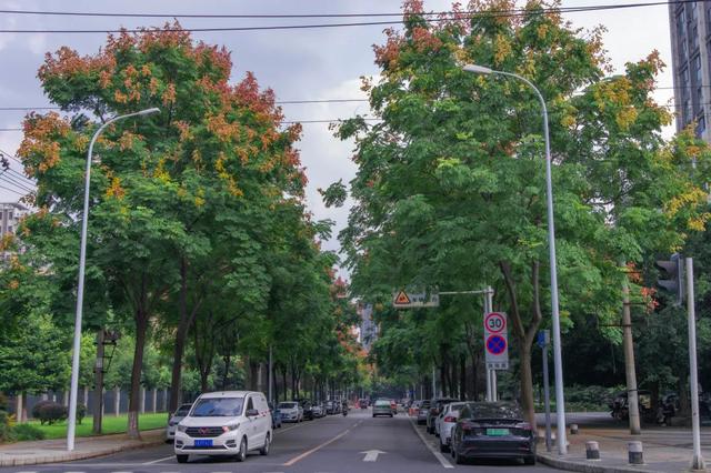 栾树花开，扮靓郫都秋日美景！