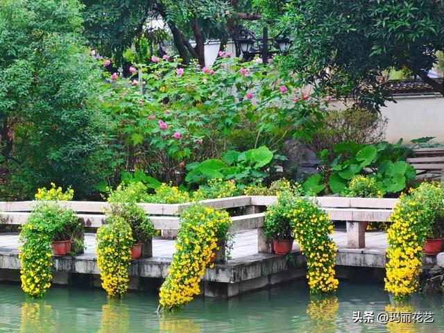 金秋赏花，醉美秋菊展，菊香满西湖