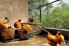 土鸡母鸡不下蛋，原因居然是这个？如何解决？图片