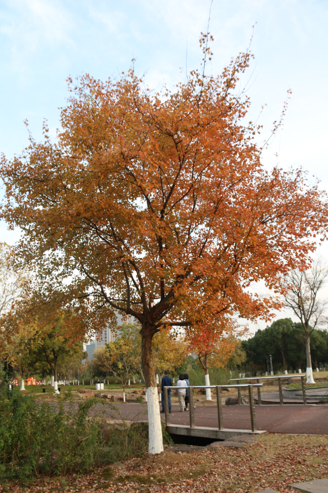 超出片！江阴这些地方“红了”！
