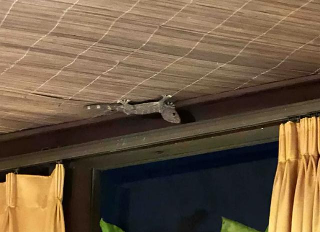 阻止我去巴厘岛旅游的唯一理由: