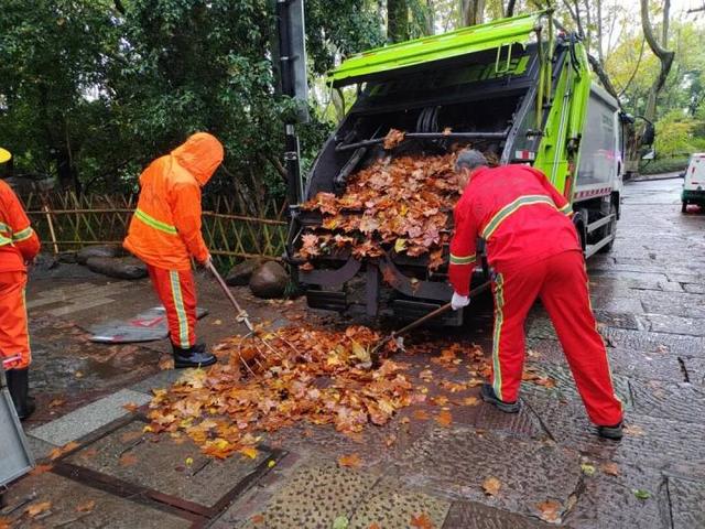 西湖景区落叶氛围组又上线了 限定版金色西湖上线