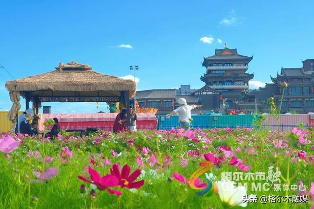 格桑花开映新区|格尔木市民邂逅"家门口的浪漫"