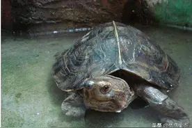 这是因为无意中放生了一只乌龟，我的生活竟然全变了图片