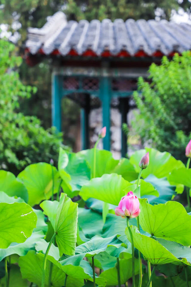 用四时好景打开曲阜三孔景区，留存每一帧中式浪漫！