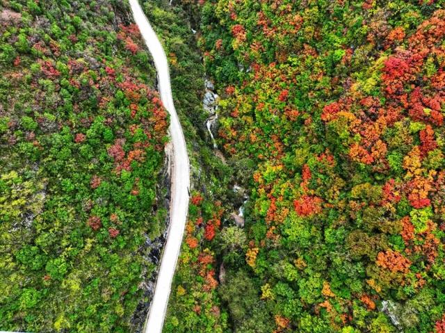 秋日限定 | 两当：把秦岭秋韵装进红叶里