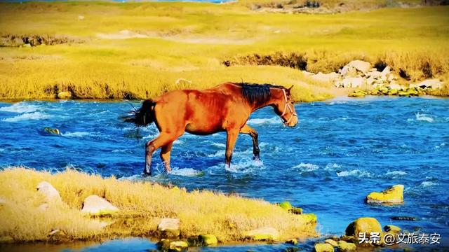 -10°C也拦不住!被窝里哪有马背上潇洒?小泰成功解锁泰安冬季最野玩法!