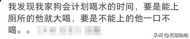 有没有被宠物智商震惊过？网友：那一刻显得我情商还没它高