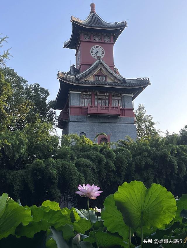 成都第二波荷花开了，环境清凉，比第一波更震撼人心，不要门票！