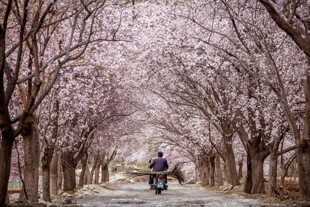 强烈建议3-5月走起的9条自驾路线，春天花开成海，沿途美成天堂！