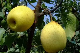 中国，哪的“梨”最好吃？经过评选，这10个地方上榜，有你家乡吗图片