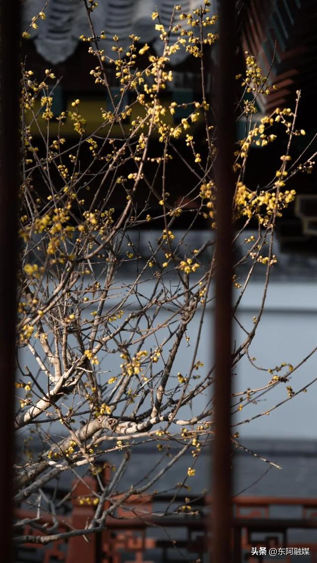 山东的第一波蜡梅开啦！快来邂逅这份冬日限定的浪漫