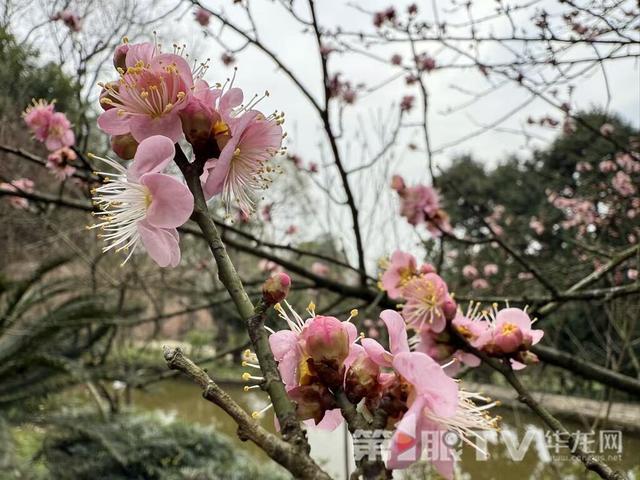 重庆今冬第一波蜡梅开了 最佳赏花期就在本月