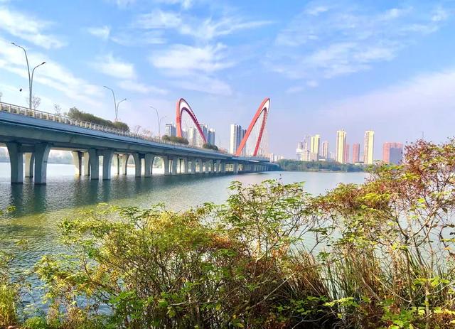 美篇：枫 叶 红 了