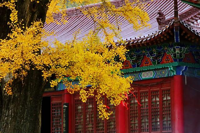 楚天金秋，银杏为笺：湖北五处银杏秘境，邂逅最诗意的流光