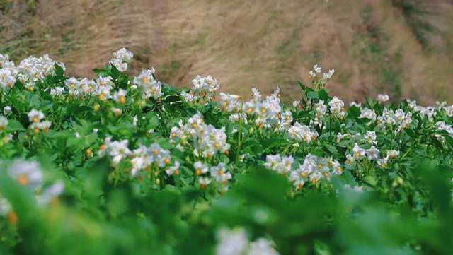 洋芋开花赛牡丹