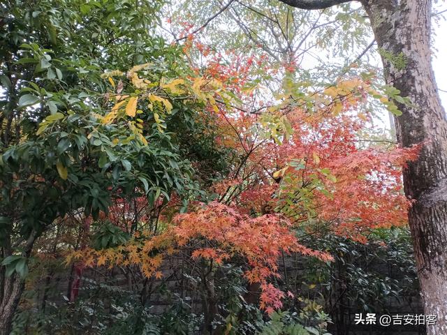 美丽吉安之安福：蒙岗岭公园初冬风光欣赏