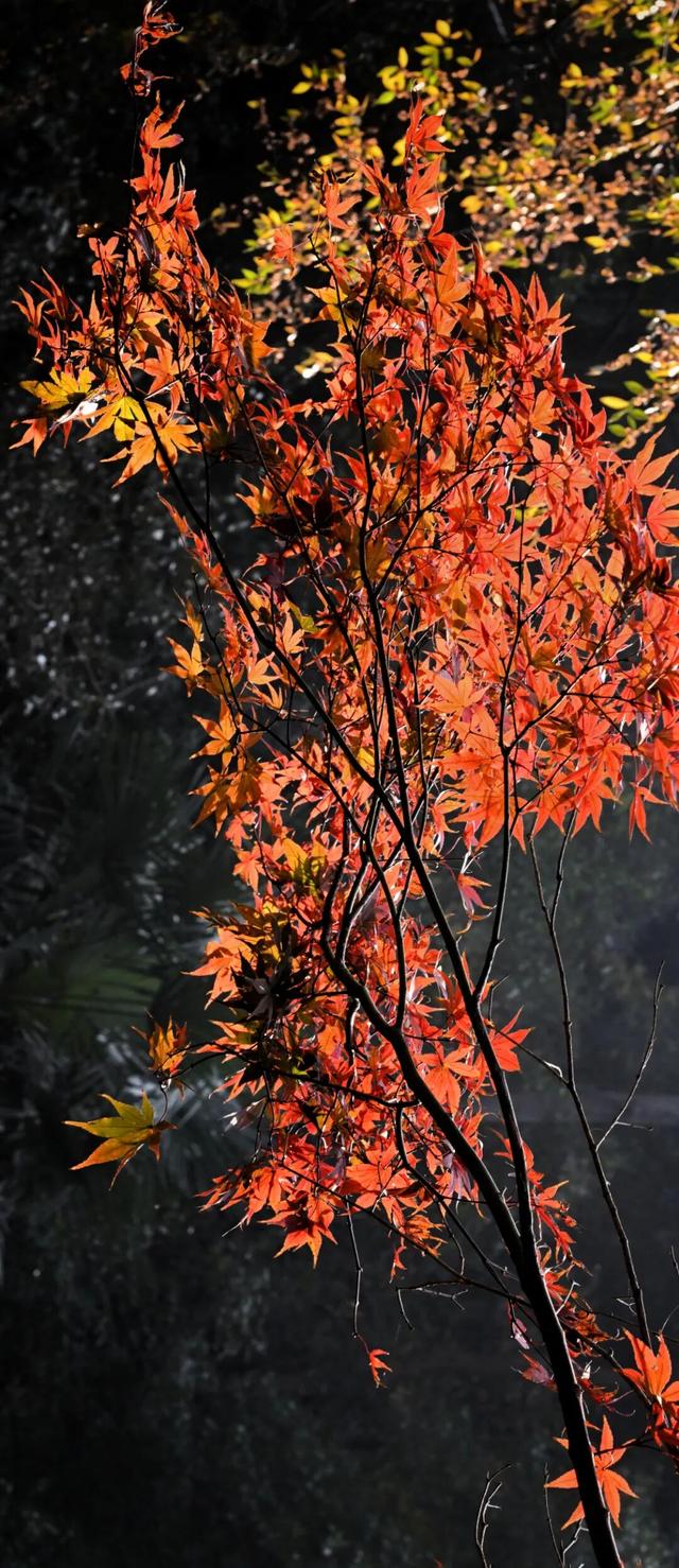 南方冬意，藏在这一亭红枫里