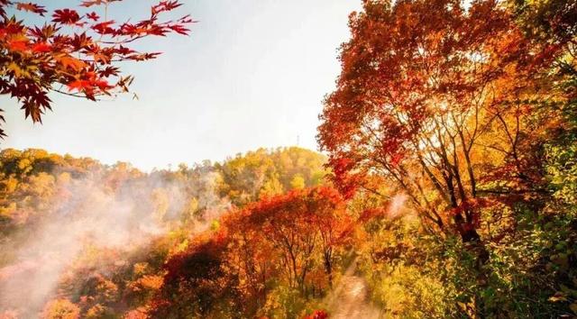 漫山红透！别让“火星”毁了好“枫”光