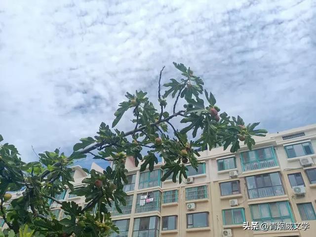 现代诗：冲浪（外七律一首）