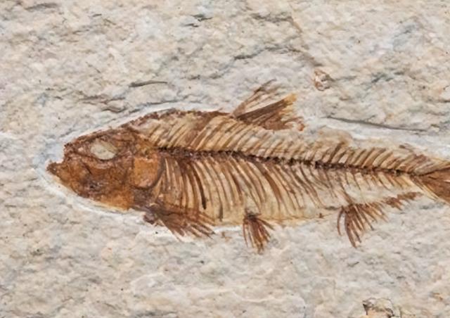 中国人为啥对酸味又爱又恨？一文讲清楚这背后的亿年演化历史