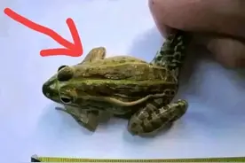 男子: 我就抓了一只青蛙 为何处罚我? 法院: 虎纹蛙, 拘役3个月, 罚1000图片