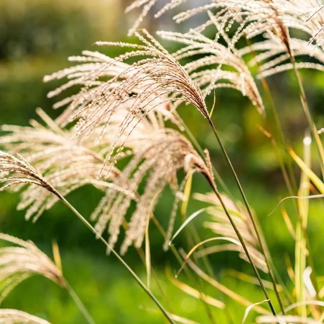 西安周末好去处——初冬8处宝藏公园免费又好玩！