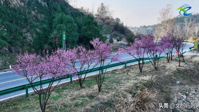 新洲梅花抢先打卡！抓住冬日第一抹绽放的色彩