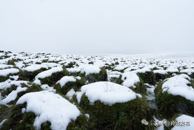 美仁初雪，八月飞白！邂逅羚城最意外的浪漫