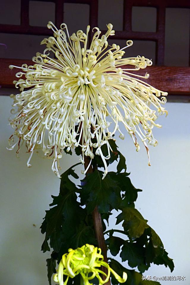 菊花是秋天里美丽的图画