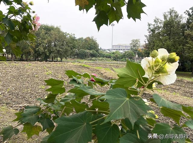 成都市区最美芙蓉花，王者风范，植物迷宫更是惊艳，不要门票！