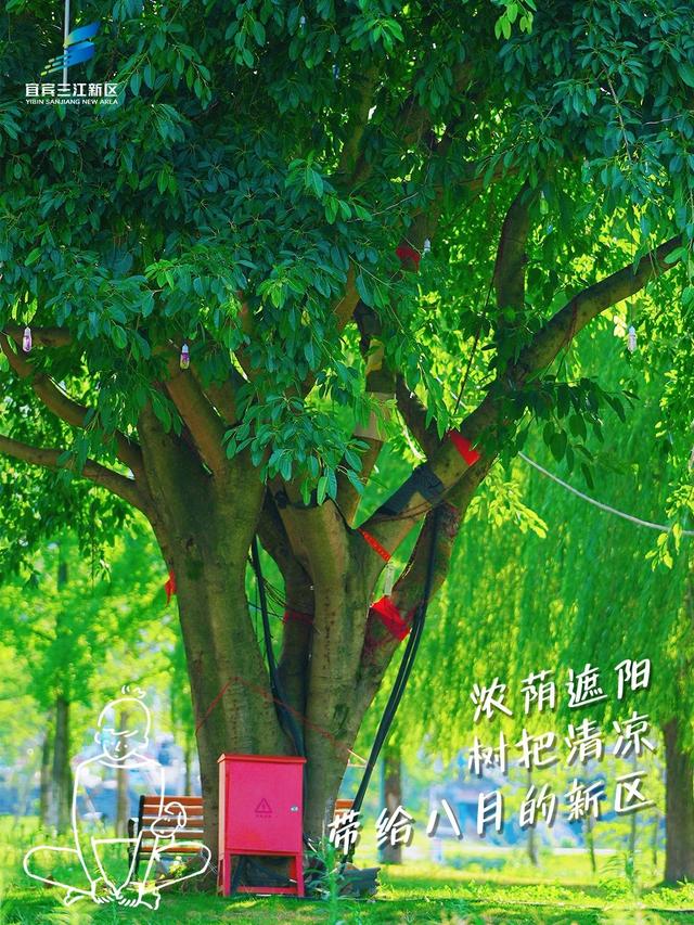 八月的新区tree tree的🌳🎋🌴🍃