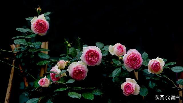 情感爆文：《十八岁的天空会不会下雨呢？》