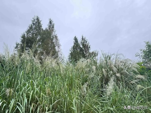 太惊艳了！北滨大道、音乐广场、太白岩、龙溪大道、南滨公园……快去→
