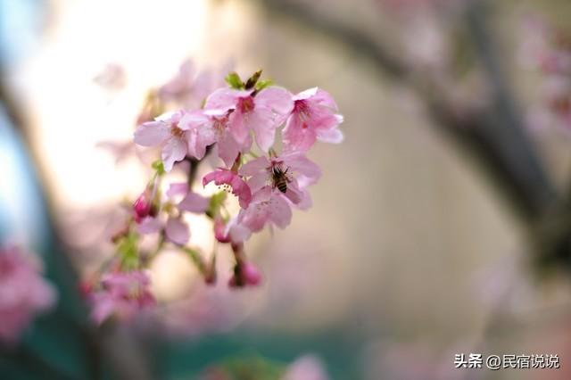 武汉赏樱花秘境，一篇告诉大家