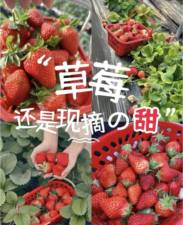 冰雪盛宴——阿荣旗冬季邀您共赴北国之约