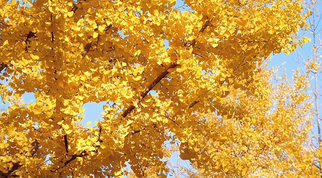 肥城秋冬的童话，收到了吗～满满诗意，满满爱！