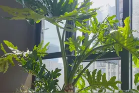 发现四川一户人家，客厅“春羽养成树”，太壮观了，好贵气！图片