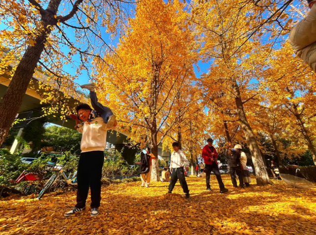 藏在杭州闹市的金色秘境！上塘高架边的银杏林 承包整个初冬的浪漫