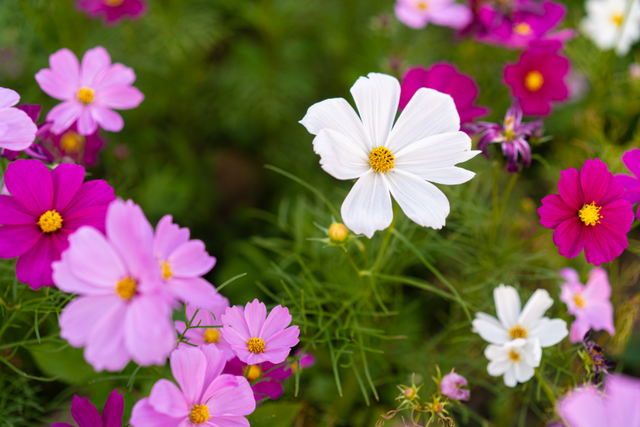 格桑花开！共赴一场反季的浪漫
