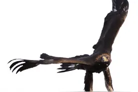 金翅大鹏鸟的前世今生图片