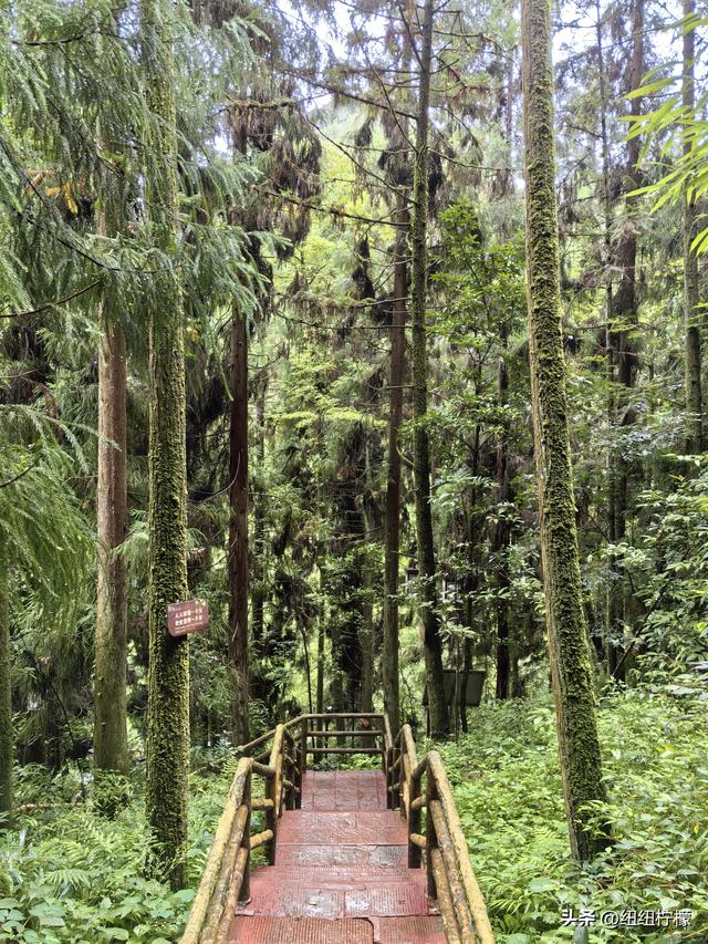 在江津四面山景区看了瀑布爬了梯，又坐了超级滑道听了潺潺流水声